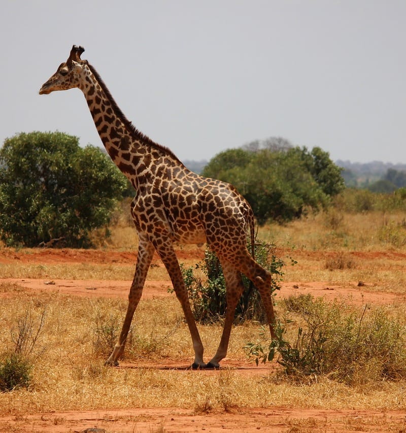9-Day Combined Kenya and Tanzania Safari