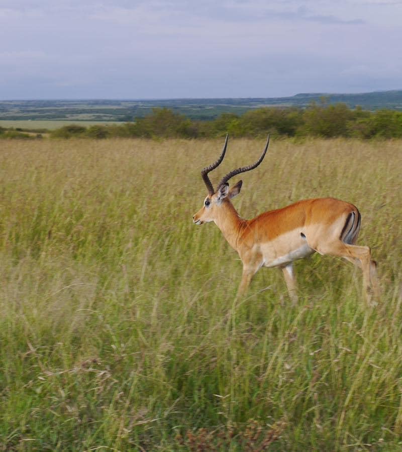 5-Day Stay 4 Pay 3 Flying Safari to the Masai Mara