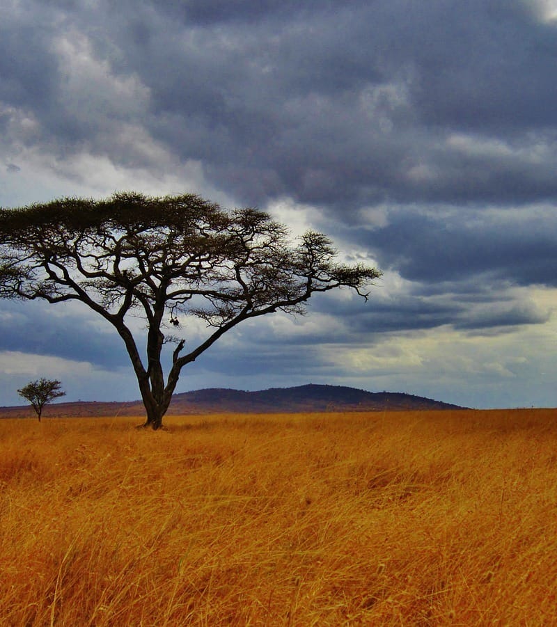6-Day Masai Mara and Serengeti Safari Tour