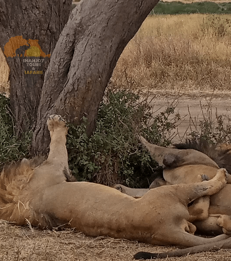 6 Days Serengeti Safari: Kenya and Tanzania Tour Including Masai Mara - Shanjoy Tours and Safaris