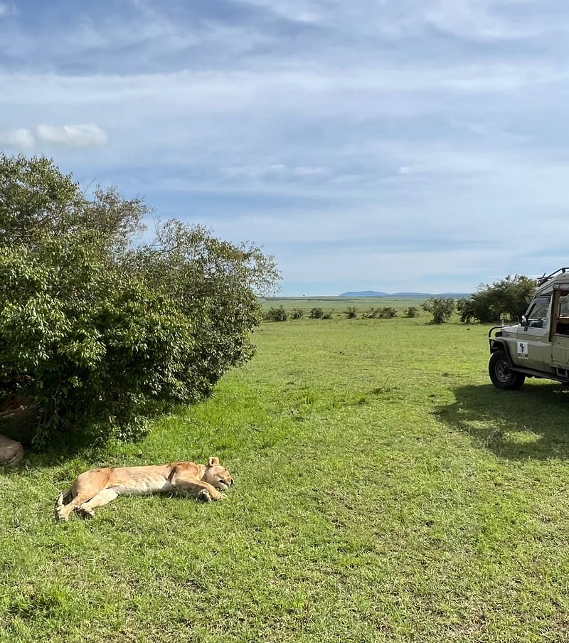 5-Day Lions of the Maasai Mara Safari – Maasai Mara, Lake Nakuru & Lake Naivasha