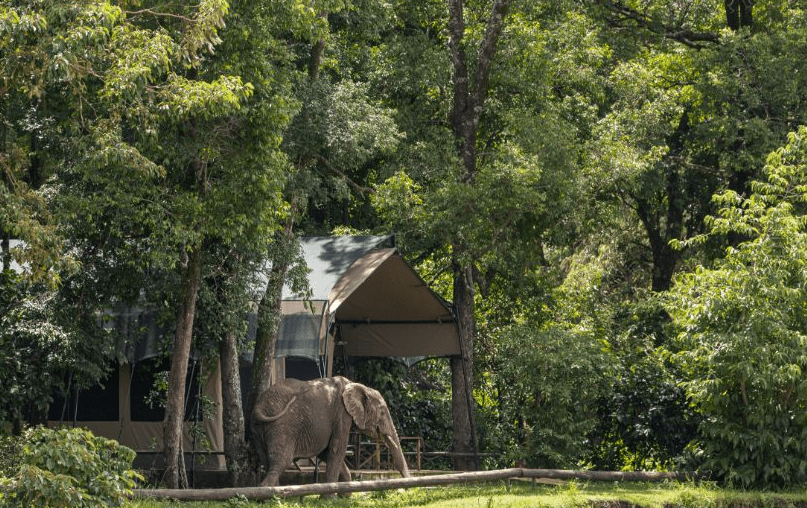 5-Day Stay 4 Pay 3 Flying in Safari to Governor’s Camp Masai Mara