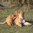 Mt. Kenya National Park - Shanjoy Tours and Safaris