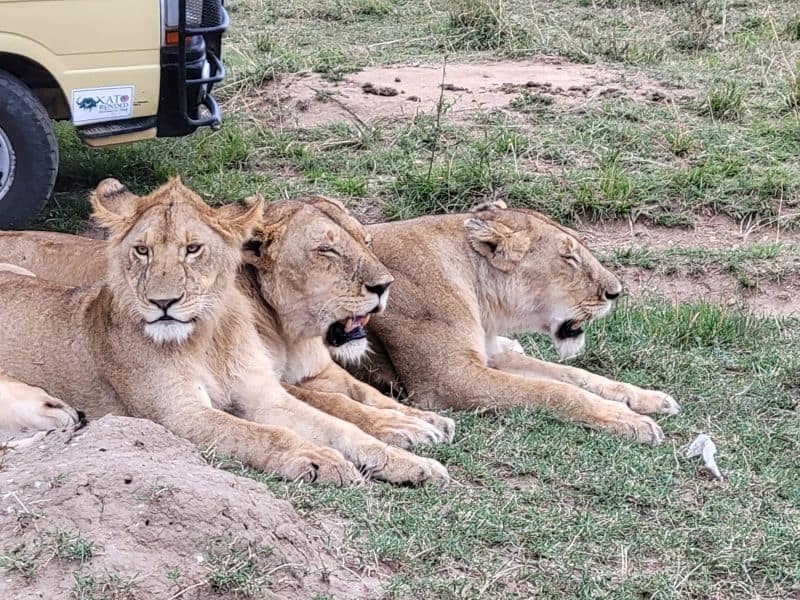 Essential Packing Tips Before a Safari Shanjoy Tours and Safaris